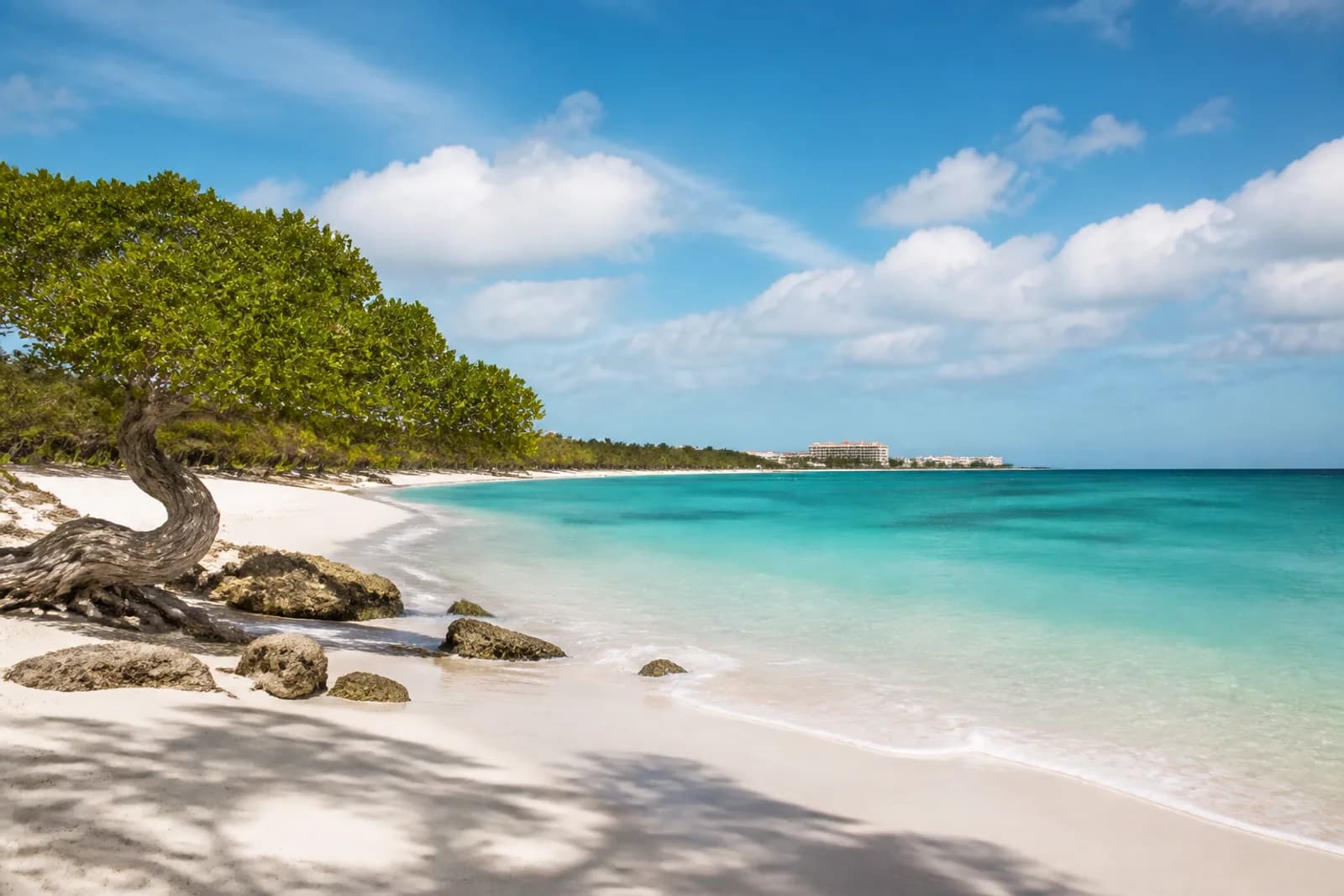 Aruba white sand and turquoise Caribbean water below divi-divi trees