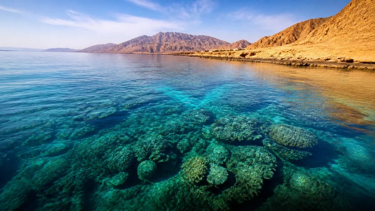 Red Sea coral reefs beneath clear water on the Sinai coast near Sharm el-Sheikh